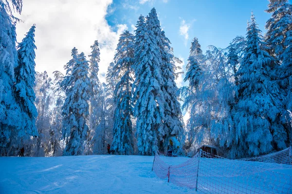 Karla kaplı ağaçlarla kaplı kış manzarası