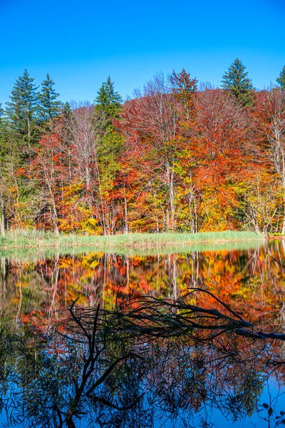 Paysage Automne Avec Une Rivière — Photo