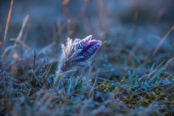 Красивые Фиолетовые Цветы Траве — стоковое фото