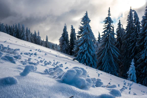 Abetos Cubiertos Nieve — Foto de Stock