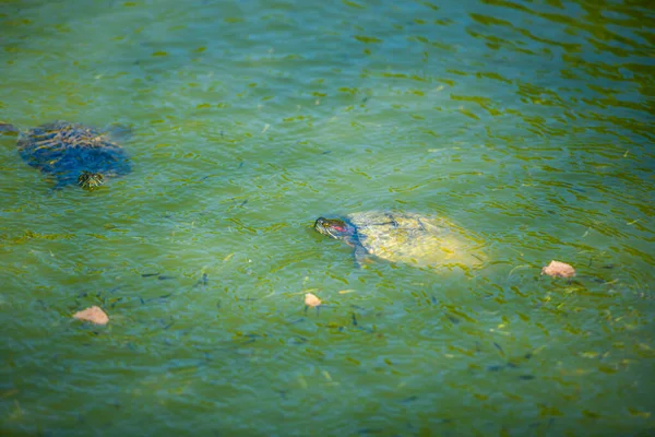 Schildkröten Schwimmen Einem Teich — Stockfoto
