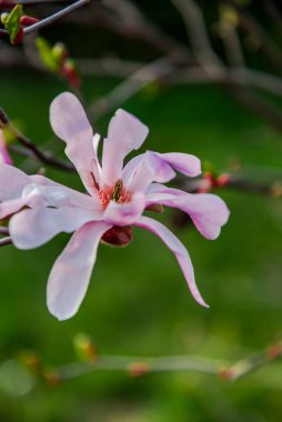 Baharda pembe çiçekler