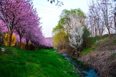 Çiçekler ve ağaçlarla dolu bahar manzarası
