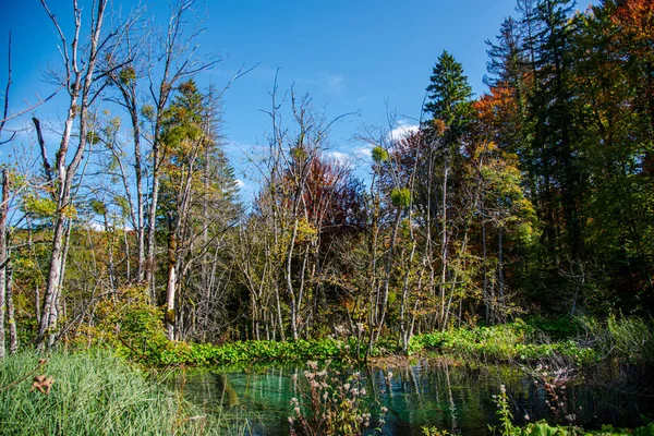 Paisaje Otoñal Con Árboles Bosque —  Fotos de Stock