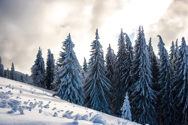 Karla kaplı ağaçlarla kaplı kış manzarası