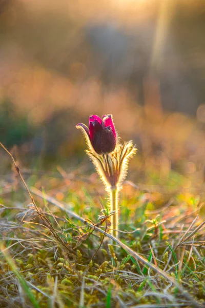 Όμορφο Λουλούδι Στο Γρασίδι — Φωτογραφία Αρχείου