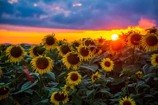 Zonnebloemenveld Bij Zonsondergang — Stockfoto