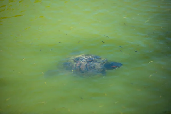 池で亀が泳いでいて — ストック写真