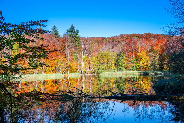 秋天的风景 映衬着树木和湖泊 — 图库照片