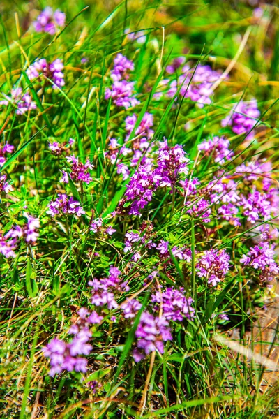 Bahçedeki güzel çiçekler