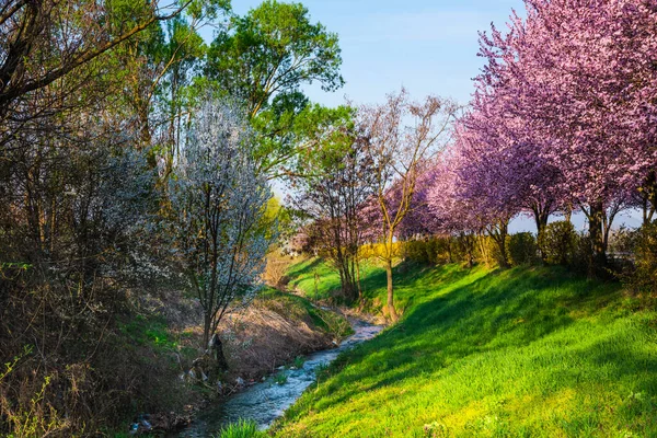 Cherry Blossom Spring — Stock Photo, Image