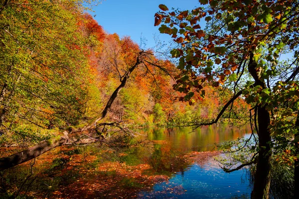 Sonbahar Manzarası Güzel Renkli Ağaçlar Suda Yansıması Olan — Stok fotoğraf
