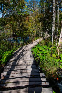 Ormanda ahşap köprü