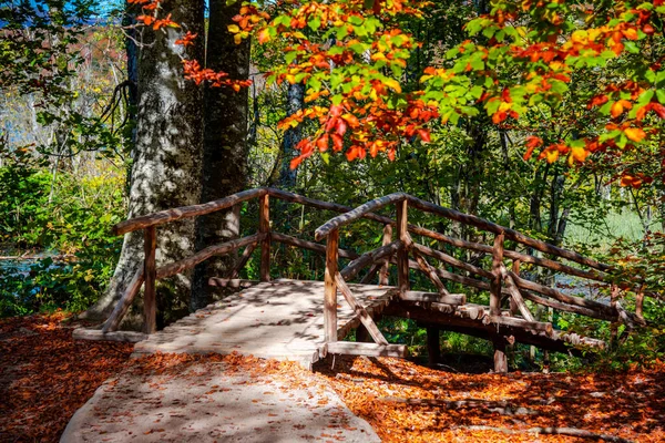 Floresta Outono Com Monte Árvores — Fotografia de Stock