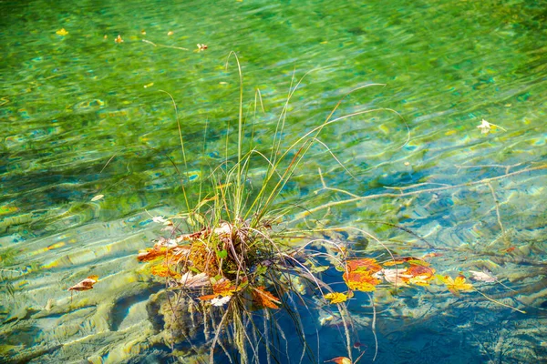 Belle Piante Tropicali Nel Lago — Foto Stock