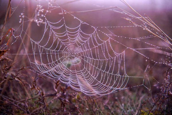 Toile Araignée Avec Gouttes Rosée Sur Une Toile Araignée — Photo