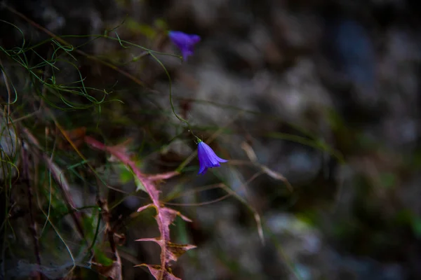 Krásné Fialové Květy Lese — Stock fotografie