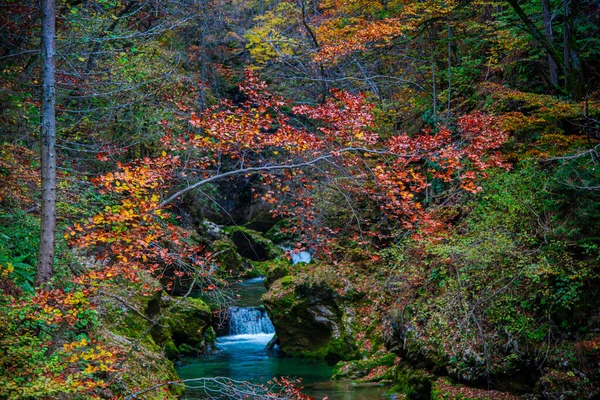 Осень Лесу — стоковое фото