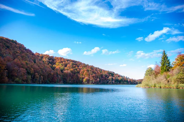 호수와 나무가 — 스톡 사진