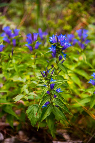 Hermosas Flores Jardín —  Fotos de Stock