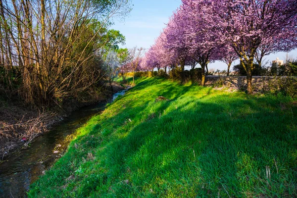 Blooming Cherry Blossom Spring — Stock Photo, Image