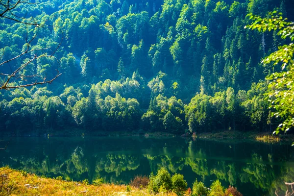 beautiful landscape with lake and forest
