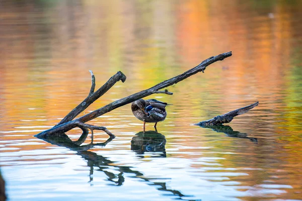 Pato Lago Imagens De Bancos De Imagens Sem Royalties