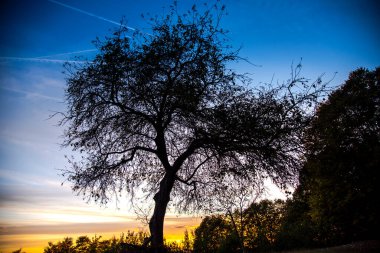 Gün batımlı bir ağacın silueti.