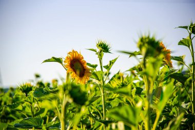 Ayçiçeği tarlada