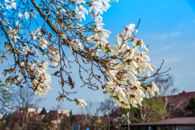 İlkbaharda açan kiraz çiçekleri 