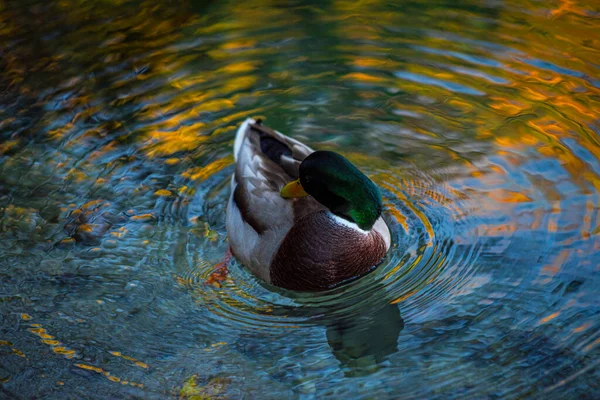 Duck Swimming Pond — Stock Photo, Image