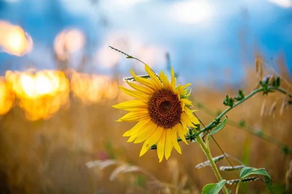 sunflower field in the morning