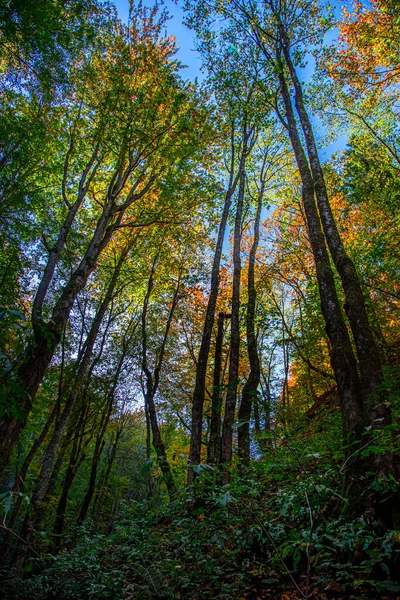 Hösten Skogen — Stockfoto