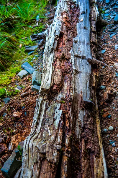 Vieux Tronc Arbre Avec Mousse — Photo