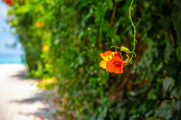 Rosa Roja Sobre Hierba Verde — Foto de Stock