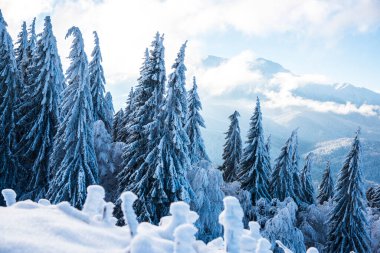 Karla kaplı ağaçlarla kaplı kış manzarası