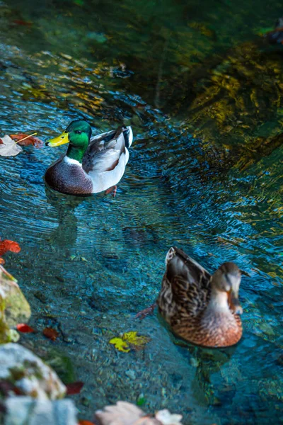 Mallard Duck Pond — Stock Photo, Image