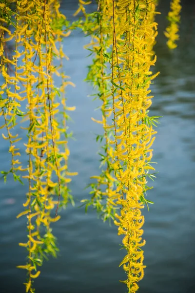 Желтые Цветы Дереве Озере — стоковое фото