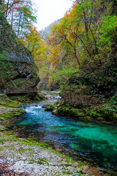 Río Montaña Bosque —  Fotos de Stock