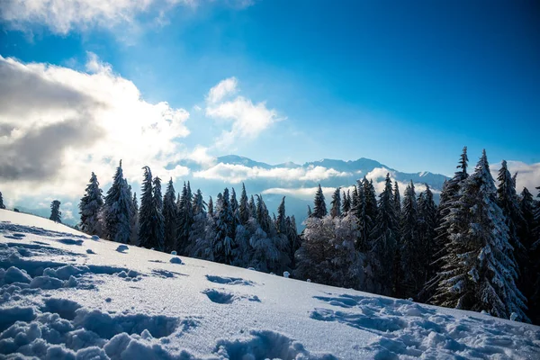 Paisaje Invernal Con Árboles Cubiertos Nieve — Foto de Stock