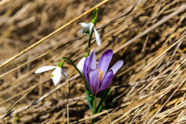 Crocus Virágok Tavaszi Erdőben — Stock Fotó