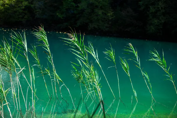Hierba Verde Agua — Foto de Stock