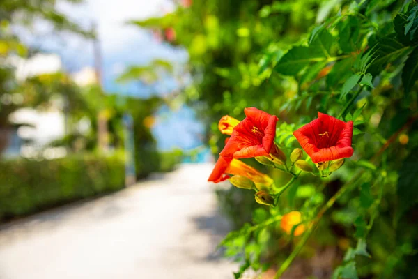 Flores Rojas Cerca — Foto de Stock