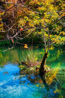 Nehir ve ağaçlarla güzel bir manzara.