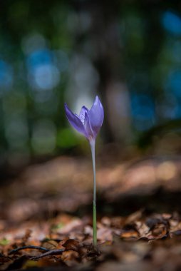 Ormandaki çiçek tarlasına yakın.
