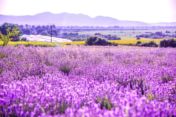 Campo Lavanda Fundo — Fotografia de Stock