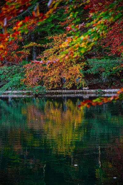 Feuilles Automne Dans Étang — Photo