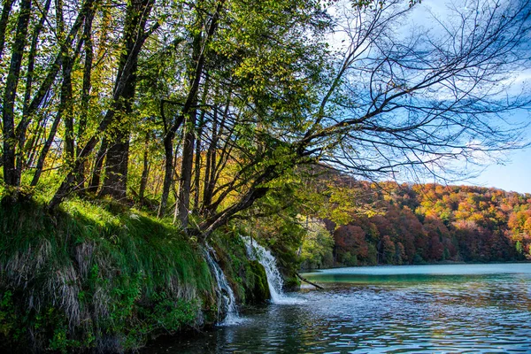 나무와 호수가 — 스톡 사진