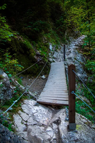 Wooden Bridge Forest — Stock Photo, Image