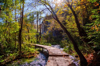 Ormanda ahşap köprü